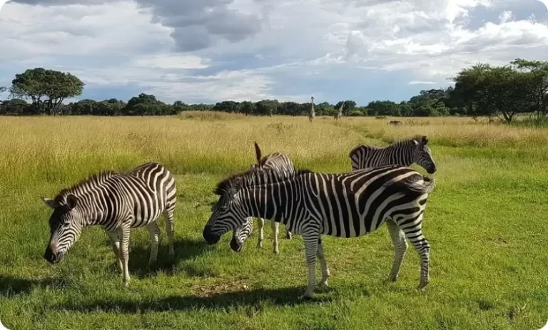 Wildlife in Zimbabwe
