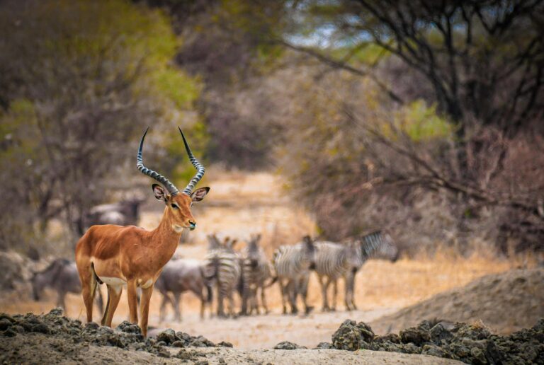 South African National Parks