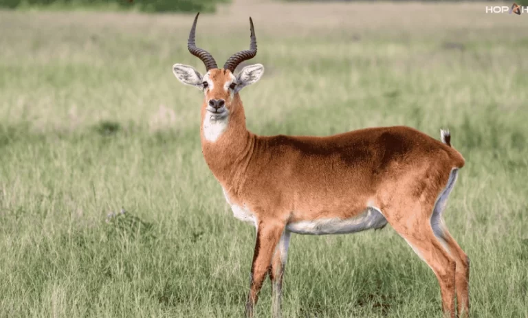 Explore Uganda's national park