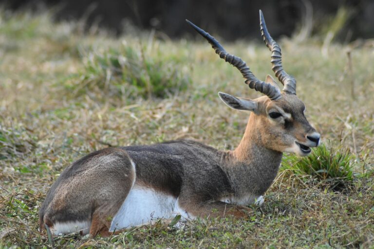 Explore Kaziranga National Park