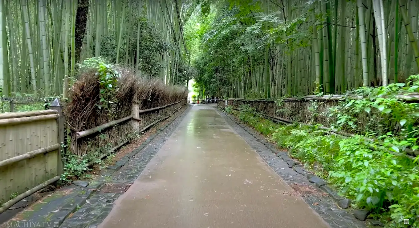 Bamboo Forest of Arashiyama